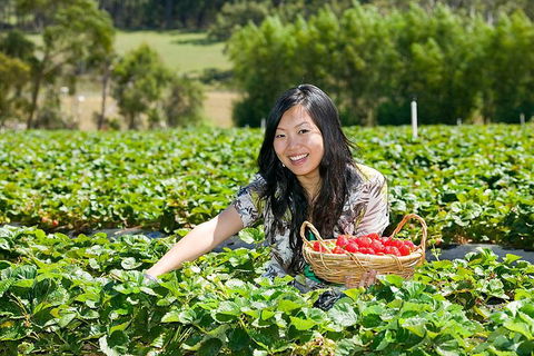 Mornington Peninsula Small Group Day Tour - New South Wales Tourism  4