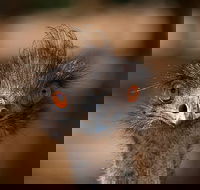 Currumbin Wildlife Sanctuary General Entry Ticket - New South Wales Tourism 