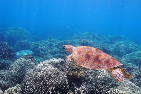 Calypso Outer Great Barrier Reef Cruise From Port Douglas - New South Wales Tourism  2