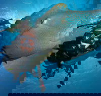 Great Barrier Reef Snorkeling and Diving Cruise from Cairns - New South Wales Tourism 