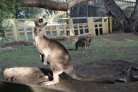 Mt. Wellington, Bonorong And Richmond Day Tour From Hobart - New South Wales Tourism  2