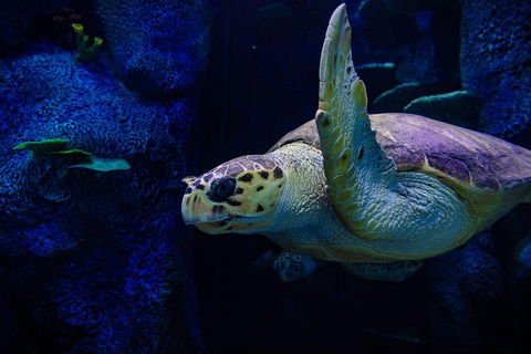 Sydney Attractions Pass: SEA LIFE Aquarium, Sydney Tower Eye, WILD LIFE Zoo And Madame Tussauds - New South Wales Tourism  1