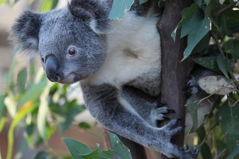 Sydney Attractions Pass: SEA LIFE Aquarium, Sydney Tower Eye, WILD LIFE Zoo And Madame Tussauds - New South Wales Tourism  2