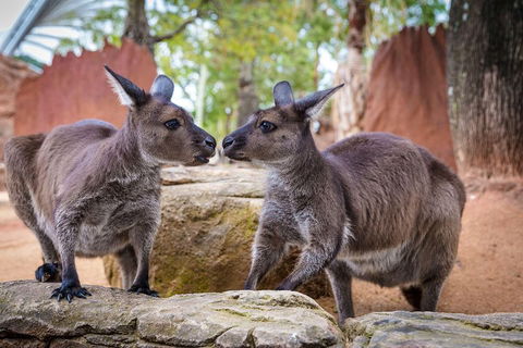 Sydney Attractions Pass: SEA LIFE Aquarium, Sydney Tower Eye, WILD LIFE Zoo And Madame Tussauds - New South Wales Tourism  5