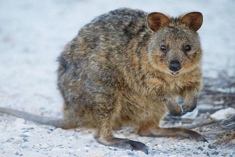 Rottnest Island Bike, Snorkel & Ferry Package From Perth - New South Wales Tourism  3