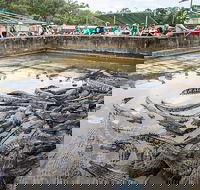 Hartley's Crocodile Adventures Day Trip from Cairns - New South Wales Tourism 