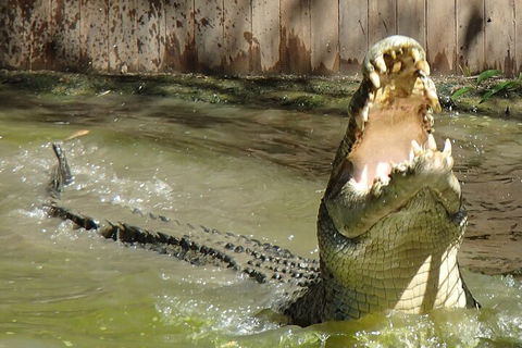 Hartley's Crocodile Adventures Day Trip From Palm Cove - New South Wales Tourism  3