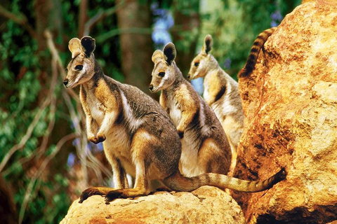 Sydney Harbour Hop On Hop Off Cruise With Taronga Zoo Entry - New South Wales Tourism  4