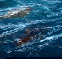 Sydney Whale-Watching Cruise - New South Wales Tourism 