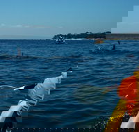 Mornington Peninsula Kayak Coastline Tour of Dolphin Sanctuary