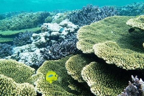 Abrolhos Islands Scenic Flight & Snorkel Adventure From Perth - New South Wales Tourism  4