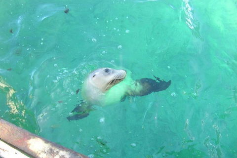 Abrolhos Islands Scenic Flight & Snorkel Adventure From Perth - New South Wales Tourism  5