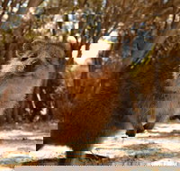 Pinnacles  Rottnest Island Scenic Air  Ground Tour - New South Wales Tourism 