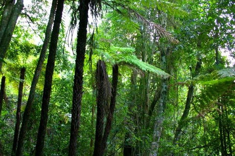 Private Tour: Blue Mountains Day Trip From Sydney - New South Wales Tourism  4