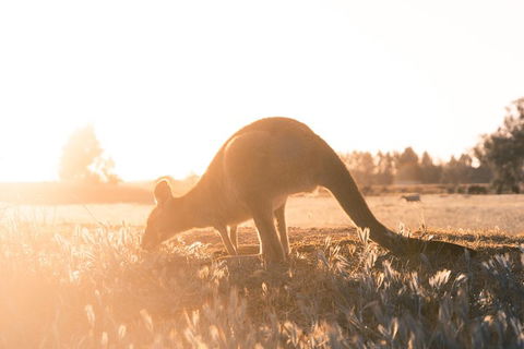 Small Group - 12 Apostles, Otways & Great Ocean Road Day Tour From Melbourne - New South Wales Tourism  0