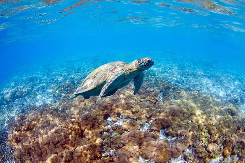 Great Barrier Reef Day Cruise To Reefworld - New South Wales Tourism  5