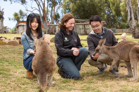 Bonorong Wildlife Park And Richmond Afternoon Tour From Hobart - New South Wales Tourism  1