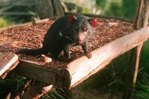Bonorong Wildlife Park And Richmond Afternoon Tour From Hobart - New South Wales Tourism  4