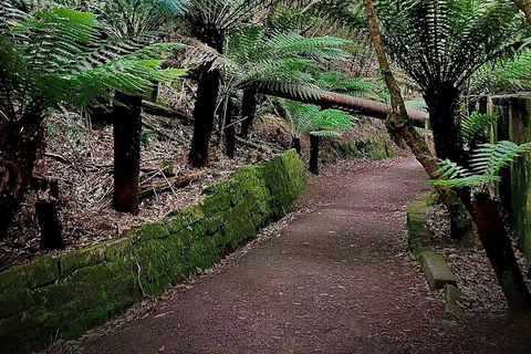 Kunanyi / Mt. Wellington Guided Hiking Tour - New South Wales Tourism  1