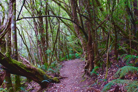 Kunanyi / Mt. Wellington Guided Hiking Tour - New South Wales Tourism  2