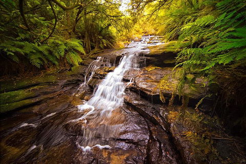 Fully Inclusive Blue Mountains Private Tour Inc Scenic World & Featherdale Entry - New South Wales Tourism  3