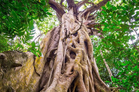 Mossman Gorge Adventure Day - New South Wales Tourism  1
