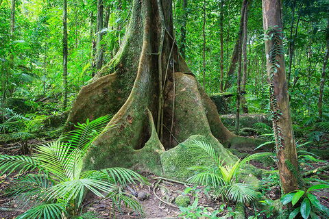 Mossman Gorge Adventure Day - New South Wales Tourism  4
