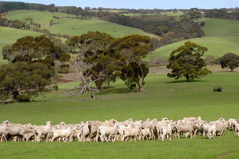 Kangaroo Island Luxury Small Group 'Island Life' Full Day Tour - New South Wales Tourism  1
