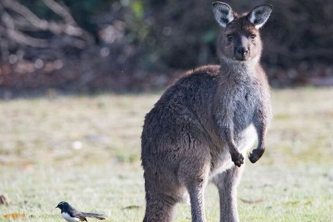 Kangaroo Island Luxury Small Group 'Island Life' Full Day Tour - New South Wales Tourism  2