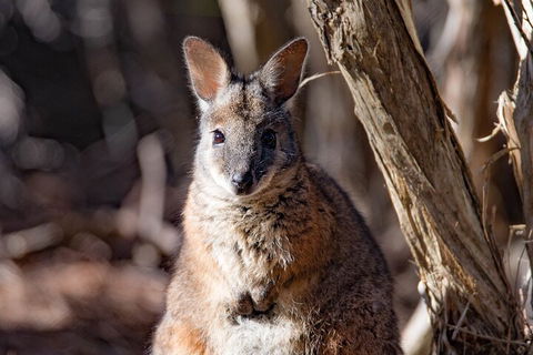 Kangaroo Island Luxury Small Group 'Island Life' Full Day Tour - New South Wales Tourism  3