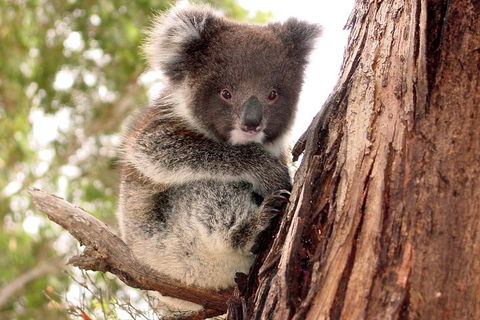 Kangaroo Island Luxury Small Group 'Island Life' Full Day Tour - New South Wales Tourism  4