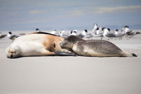 Kangaroo Island Luxury Small Group 'Island Life' Full Day Tour - New South Wales Tourism  5