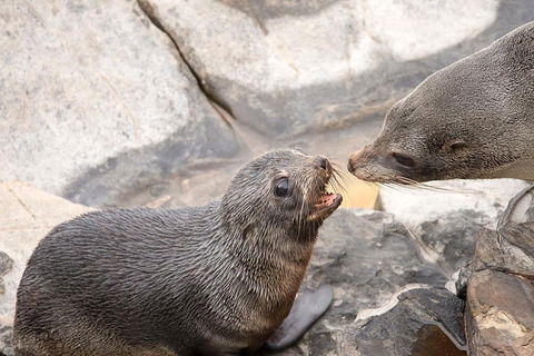 Kangaroo Island Luxury Small Group 'Flinders Chase Focus' Full Day Tour - New South Wales Tourism  2