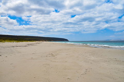 Kangaroo Island Luxury Small Group 'East End Explorer' Full Day Tour - New South Wales Tourism  3