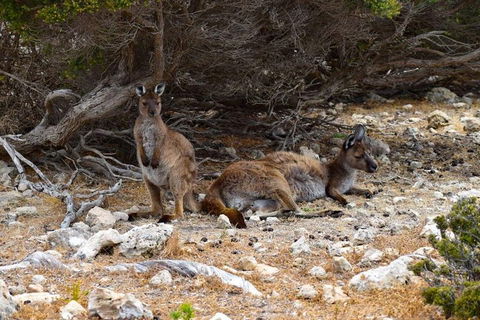 Kangaroo Island Luxury Small Group 'East End Explorer' Full Day Tour - New South Wales Tourism  4
