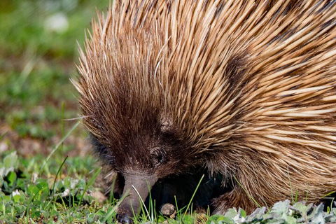 Kangaroo Island Luxury Small Group 'East End Explorer' Full Day Tour - New South Wales Tourism  5