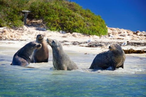 Dolphin, Penguin And Sea Lion Cruise - New South Wales Tourism  0