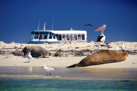 Dolphin, Penguin And Sea Lion Cruise - New South Wales Tourism  1