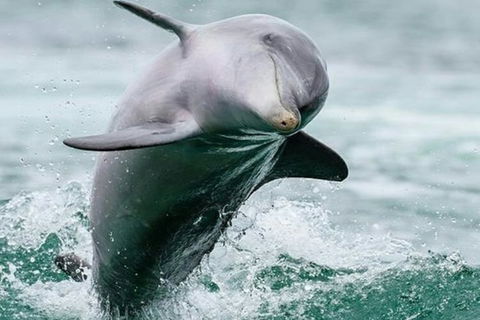 Dolphin, Penguin And Sea Lion Cruise - New South Wales Tourism  2