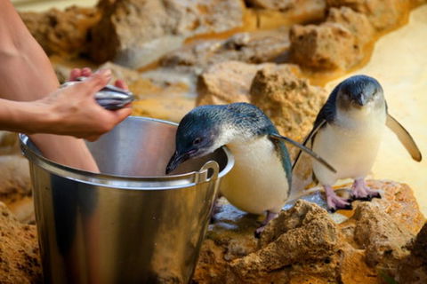 Dolphin, Penguin And Sea Lion Cruise - New South Wales Tourism  3