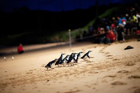 2-Day Great Ocean Road, Mornington Peninsula And Phillip Island Tour - New South Wales Tourism  1