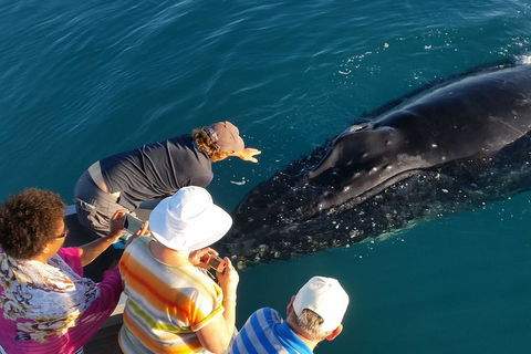 AOC Whale Watching From Broome - New South Wales Tourism  0