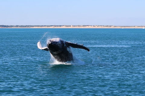 AOC Whale Watching From Broome - New South Wales Tourism  2