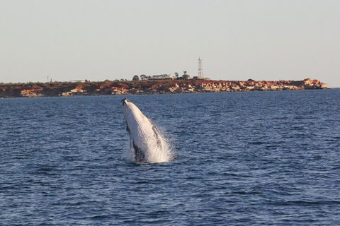 AOC Whale Watching From Broome - New South Wales Tourism  3