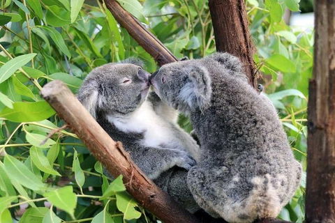 Classic Kuranda By Skyrail And Scenic Railway Including Rainforestation, Koala And Wildlife Park And Pamagirri Aboriginal Experi - New South Wales Tourism  3