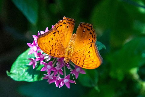 Australian Butterfly Sanctuary- Virtual Interactive Tour With Private Guide - New South Wales Tourism  3