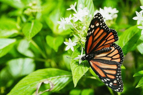 Australian Butterfly Sanctuary- Virtual Interactive Tour With Private Guide - New South Wales Tourism  4