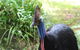 Kuranda Rainforestation Nature Park Ticket (BNP) - thumb 3