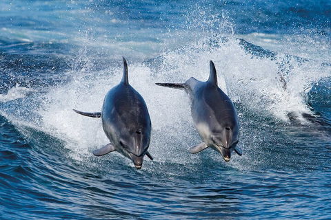 3-Hour Bruny Island Cruise From Adventure Bay, Bruny Island - New South Wales Tourism  3