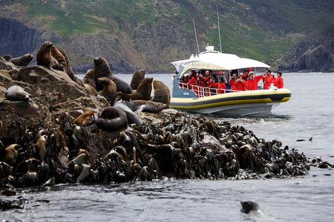3-Hour Bruny Island Cruise From Adventure Bay, Bruny Island - New South Wales Tourism  4